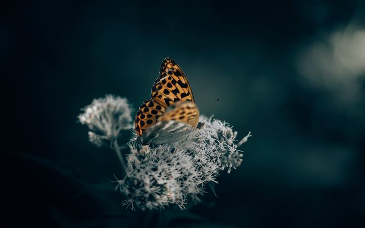 brown and black butterfly perched on white flower All Mac wallpaper