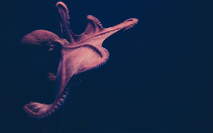 brown octopus on black surface All Mac wallpaper