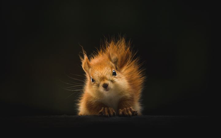brown squirrel on black background All Mac wallpaper