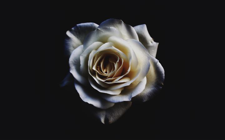 closeup of white rose All Mac wallpaper