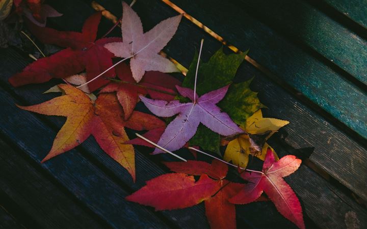 colorful leaves autumn 5k All Mac wallpaper