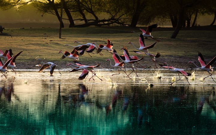 flock of flamingos on body of water All Mac wallpaper