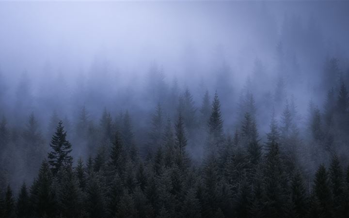 fog dark forest tress landscape 5k MacBook Air wallpaper