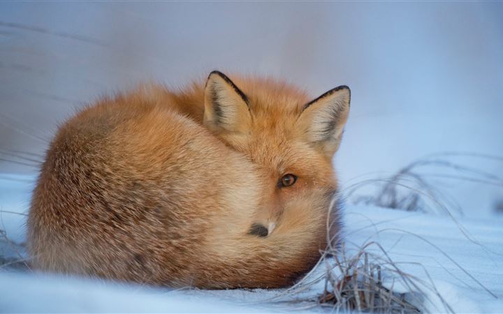 fox laying on snow All Mac wallpaper