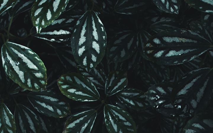 green and white striped leaf plant All Mac wallpaper