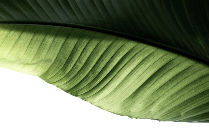 green banana leaf MacBook Air wallpaper
