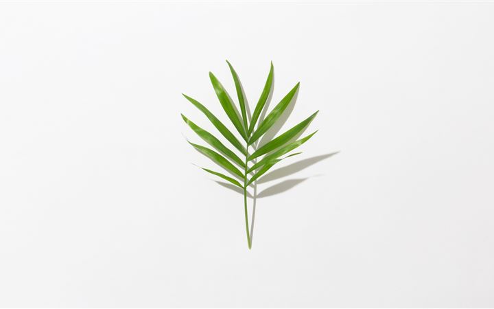 green leafed plant MacBook Air wallpaper
