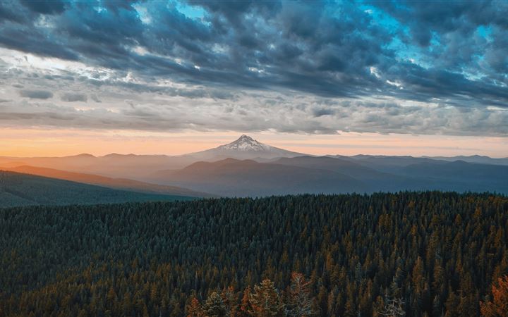 green trees All Mac wallpaper