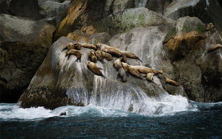 group of sea lions on rock formation near sea duri All Mac wallpaper