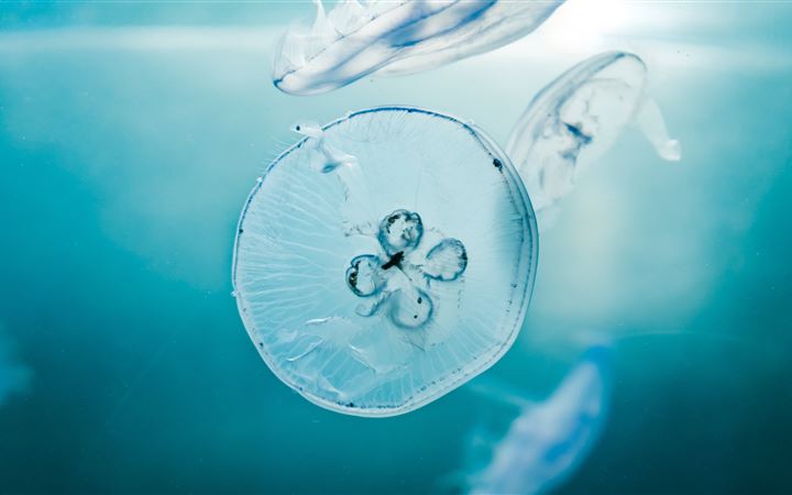 jellyfishes underwater All Mac wallpaper