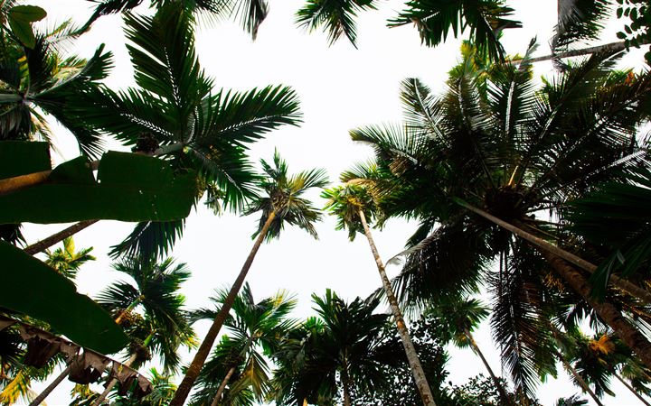 low angle photography of palm trees All Mac wallpaper