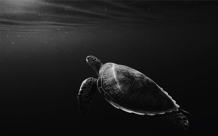 monochrome lone turtle in sea All Mac wallpaper