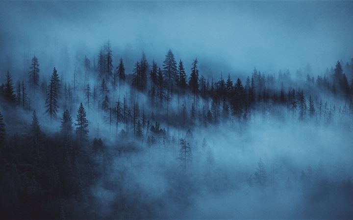 nature photography of pine trees covered by fogs All Mac wallpaper
