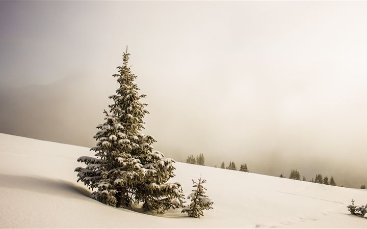 pine tree surrounded by snowfield All Mac wallpaper