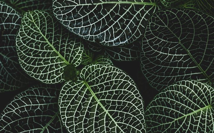 selective focus photography of fittonia plant MacBook Air wallpaper