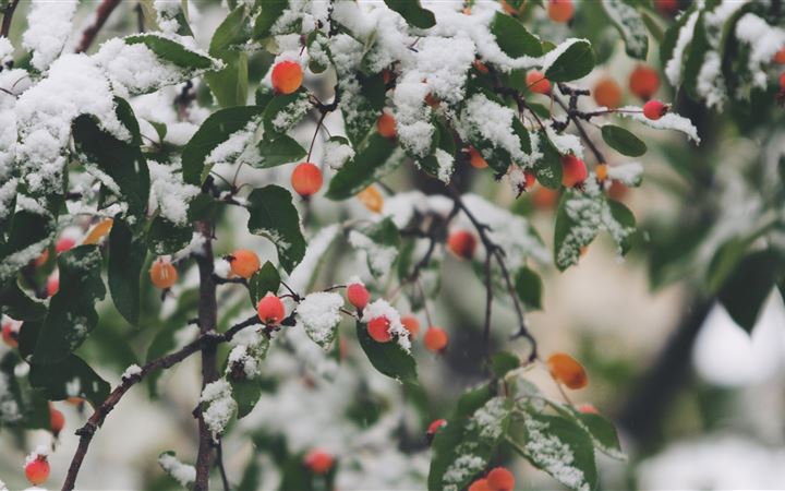 shallow focus photography of trees filled of snow All Mac wallpaper