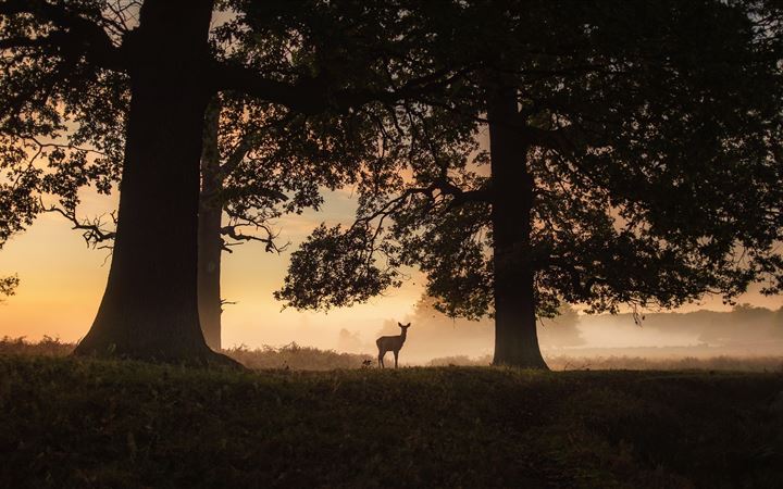 silhouette of a person standing near the tree duri All Mac wallpaper
