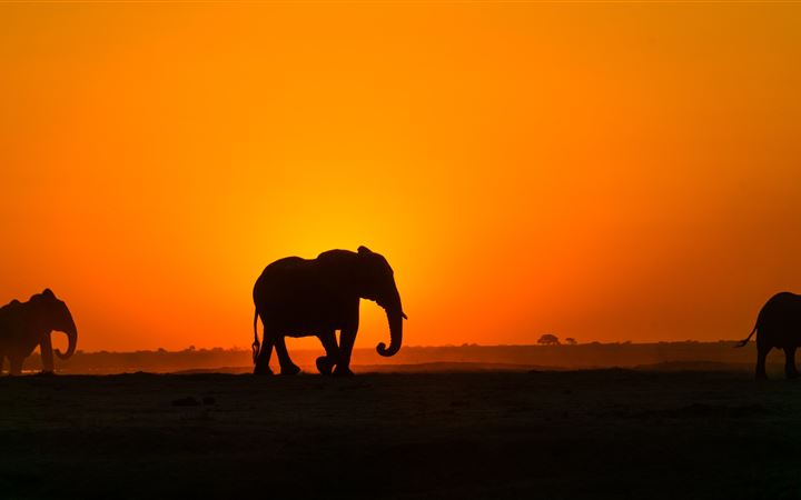 silhouette of elephant on brown sand during sunset All Mac wallpaper