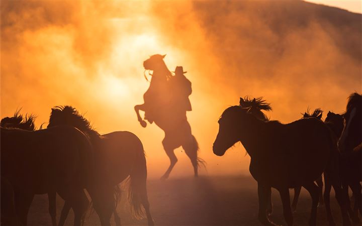 silhouette photography of horses All Mac wallpaper