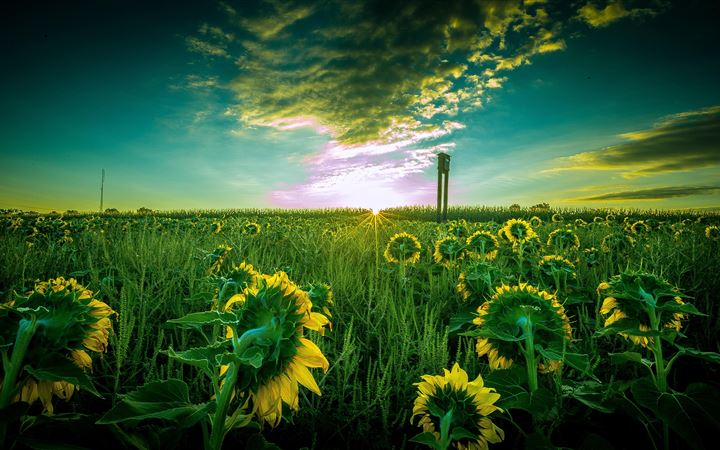 sun flower field 5k All Mac wallpaper