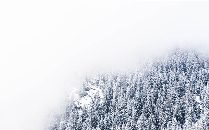 thick fogs hovering over snow covered pine trees All Mac wallpaper