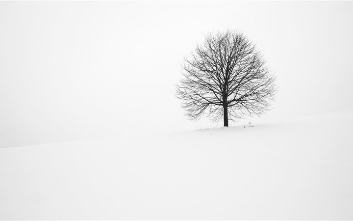 withered tree surrounded with snow during daytime All Mac wallpaper