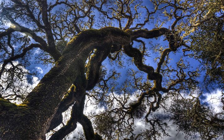 Anderson Valley Tree MacBook Pro wallpaper