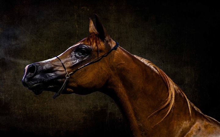 Arabian Horse MacBook Pro wallpaper
