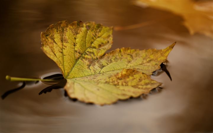 Autumn Leaf Floating On Water MacBook Pro wallpaper