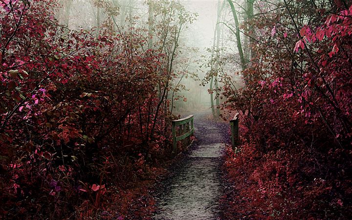 Autumn Mist Path MacBook Pro wallpaper