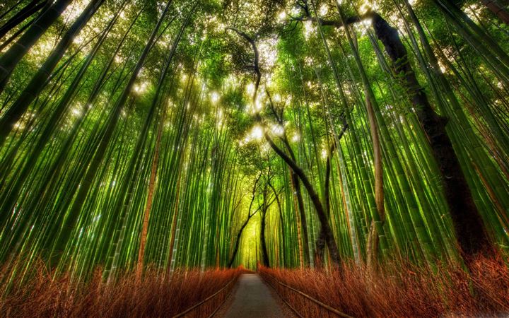 Bamboo Forest MacBook Pro wallpaper