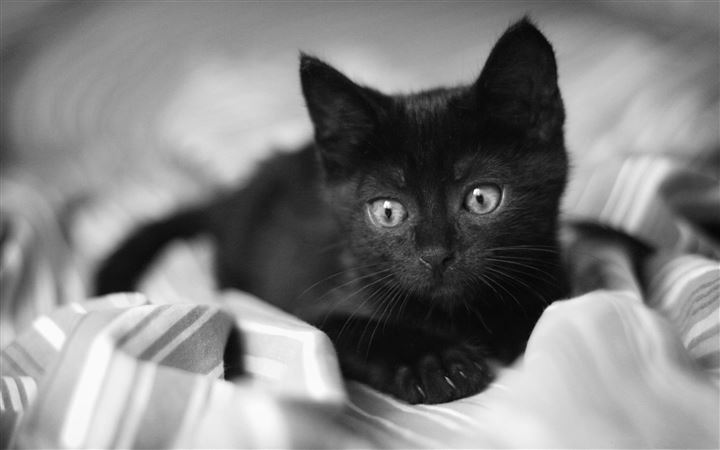 Black Kitten MacBook Pro wallpaper