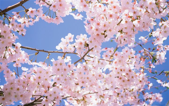 Blossomed Cherry Tree MacBook Pro wallpaper