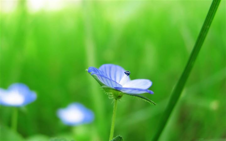 Blue And Green MacBook Pro wallpaper