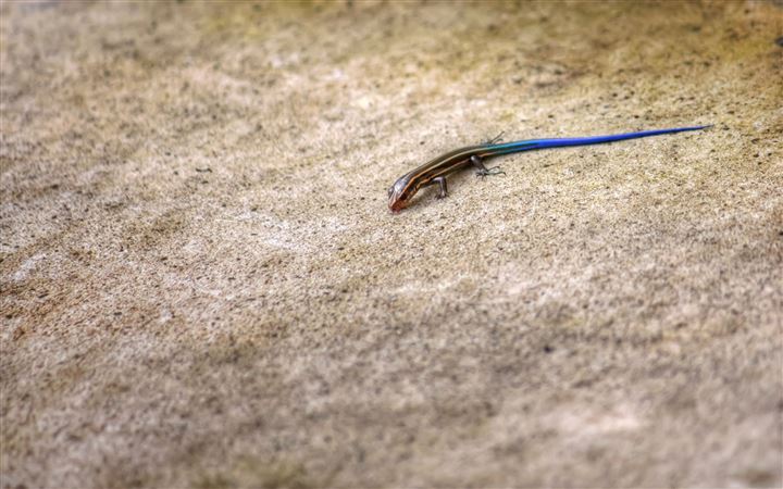 Blue Tailed Skink Lizard MacBook Pro wallpaper