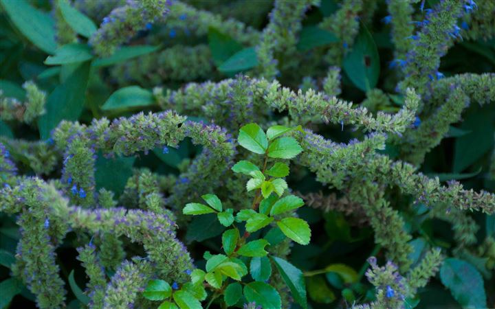 Brooklyn Botaniic Garden MacBook Pro wallpaper