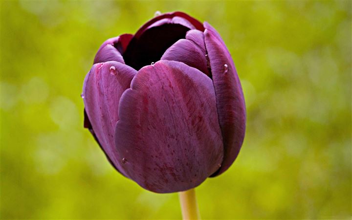 Burgundy Tulip Flower MacBook Pro wallpaper