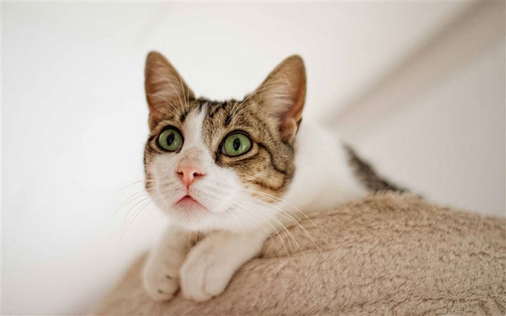 Cat Looking Up MacBook Pro wallpaper