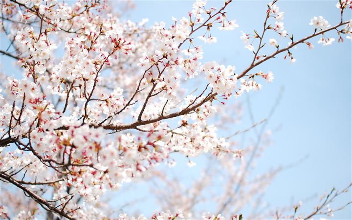 Cherry Blossom MacBook Pro wallpaper