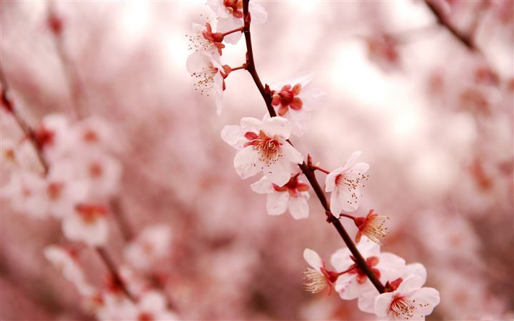 Cherry Blossom MacBook Pro wallpaper