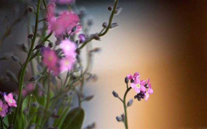 Forget Me Nots MacBook Pro wallpaper