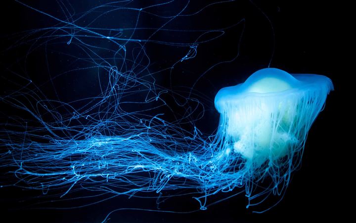 Glowing Jellyfish MacBook Pro wallpaper