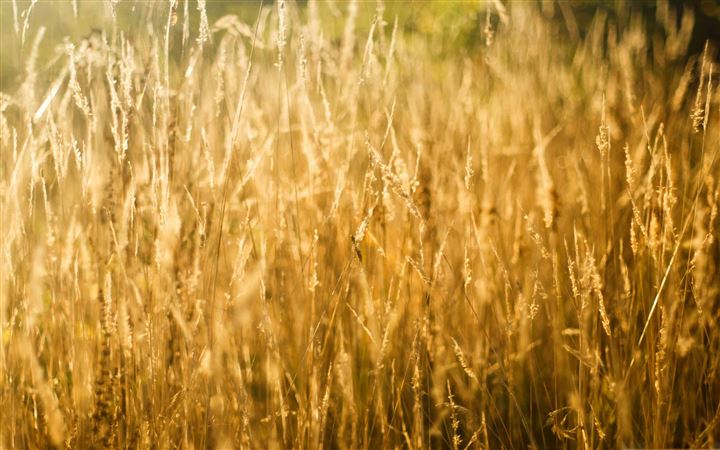 Golden Grass MacBook Pro wallpaper