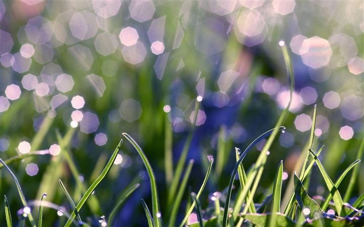 Grass With Morning Dew MacBook Pro wallpaper
