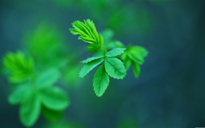 Green Spring Leaves MacBook Pro wallpaper