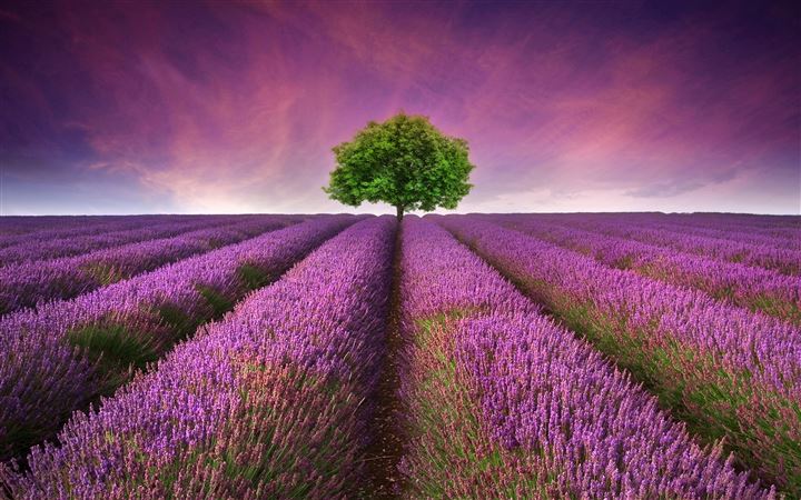 Lavender field MacBook Pro wallpaper