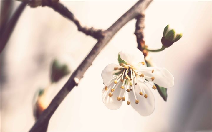 Pale Spring MacBook Pro wallpaper