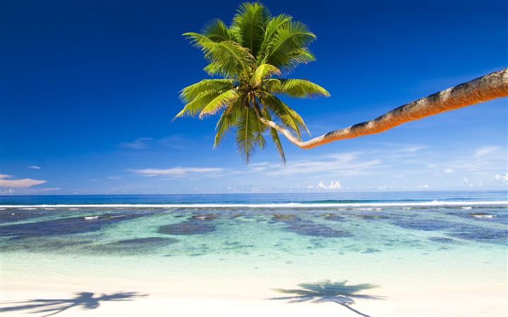 Palm Tree Over Tropical Beach MacBook Pro wallpaper