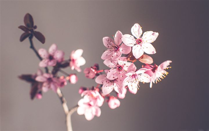 Pink Spring Flowers MacBook Pro wallpaper