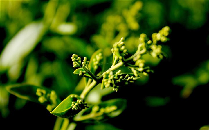 Plant Buds MacBook Pro wallpaper